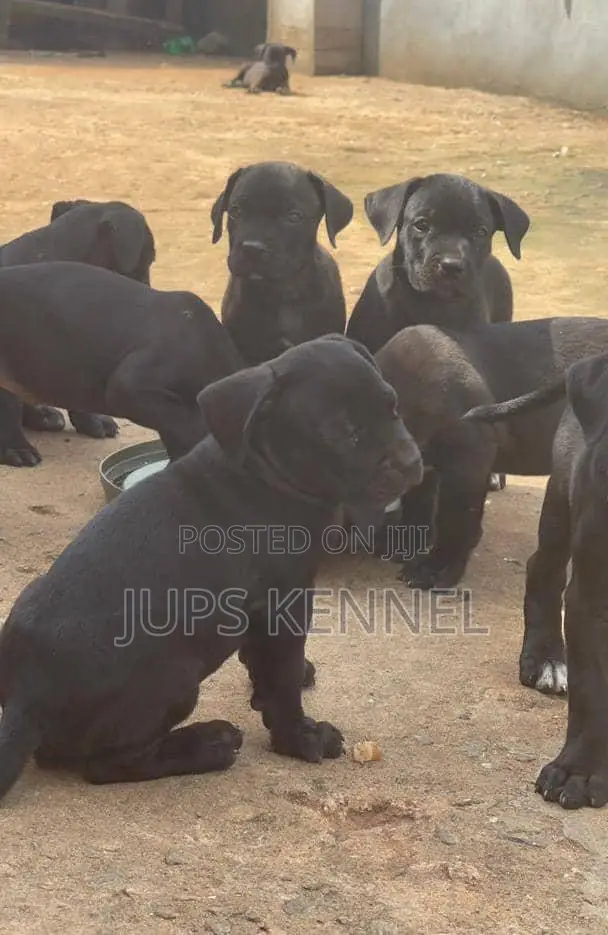 1-3 months Male Purebred Cane Corso