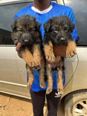 1-3 months Female Purebred German Shepherd