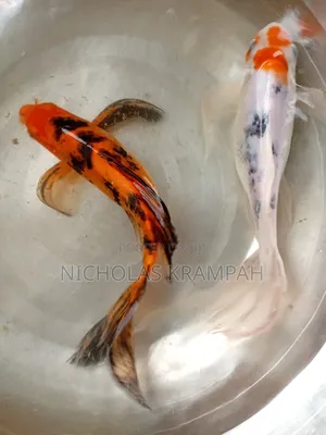Aquarium Fish