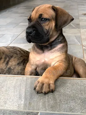 1-3 months Female Purebred Boerboel