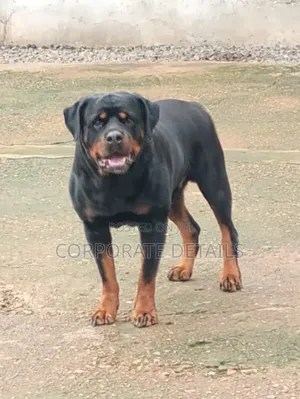 1+ year Female Purebred Rottweiler