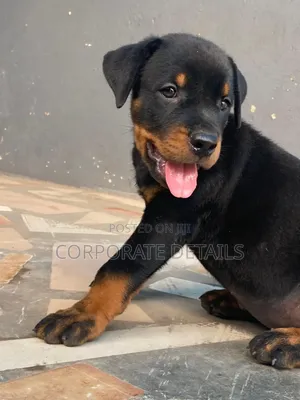 1-3 months Female Purebred Rottweiler