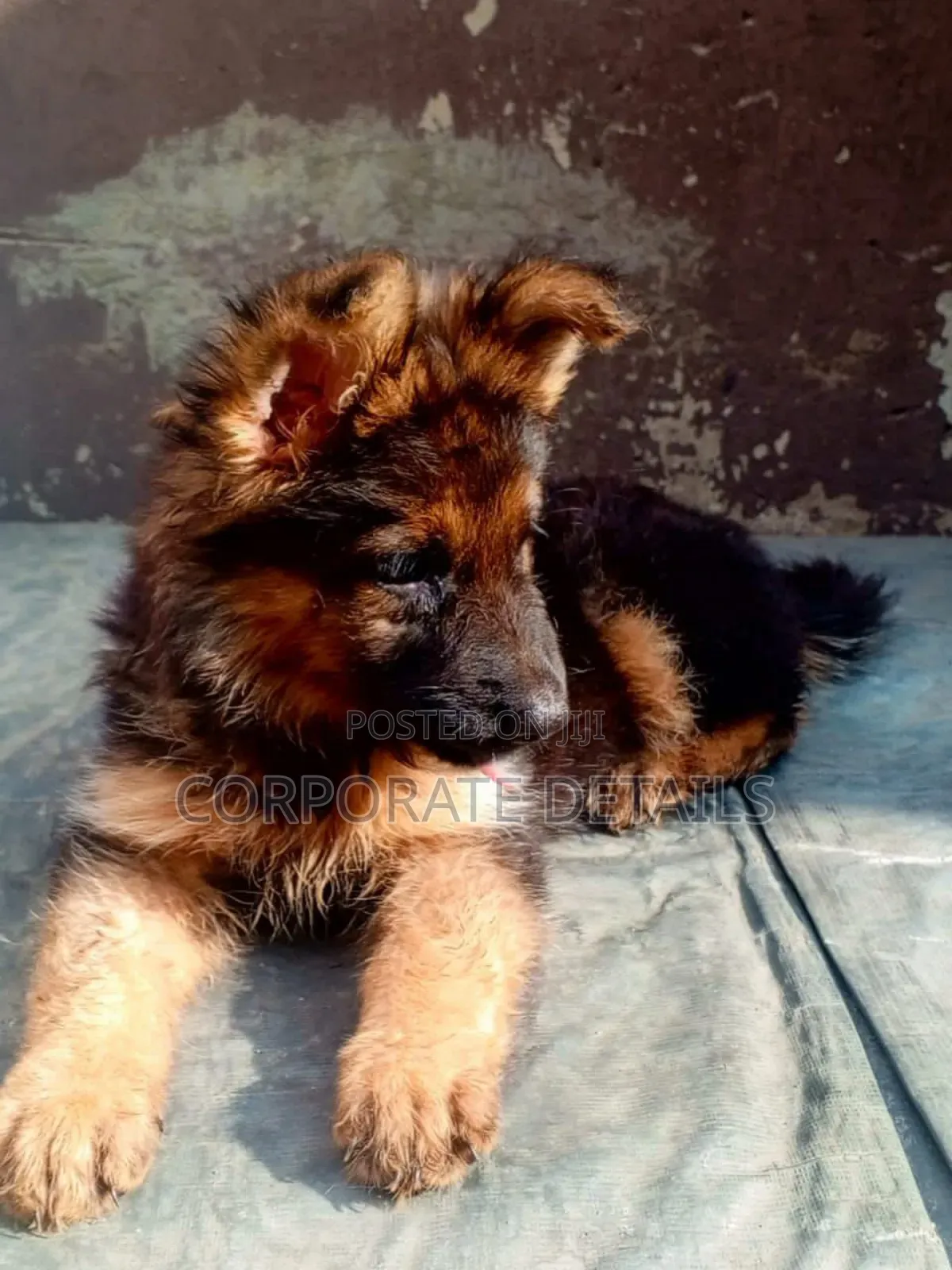 1-3 months Female Purebred German Shepherd