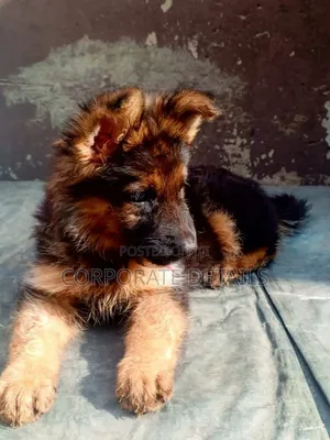 1-3 months Female Purebred German Shepherd