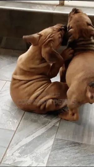 1-3 months Female Purebred Boerboel