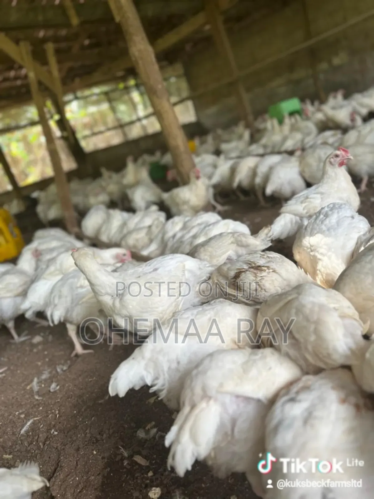 Broiler Chicken