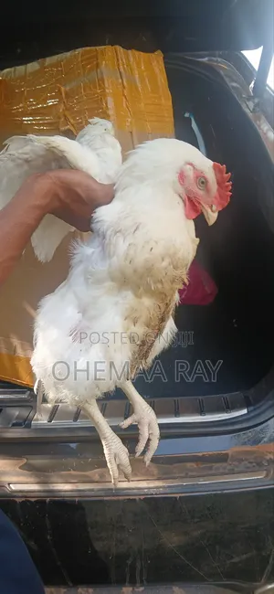 Broiler Chicken