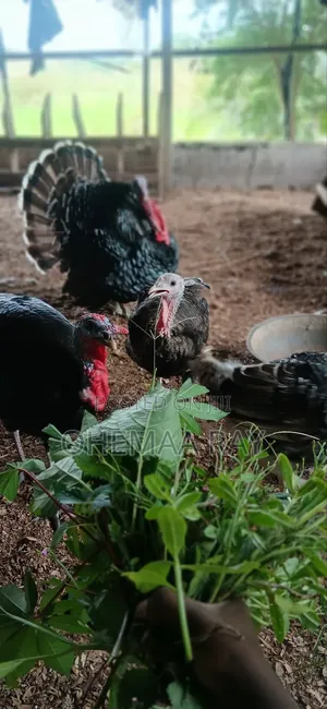 Broiler Chicken