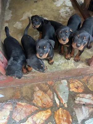 1-3 months Female Purebred Rottweiler
