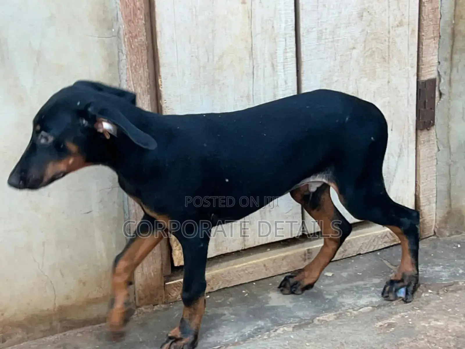 6-12 months Male Purebred Doberman Pinscher