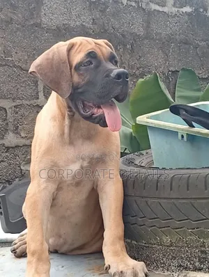 1-3 months Female Purebred Boerboel