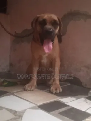 1-3 months Female Purebred Boerboel