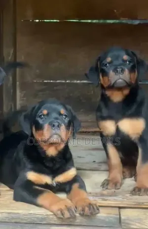 3-6 months Female Purebred Rottweiler