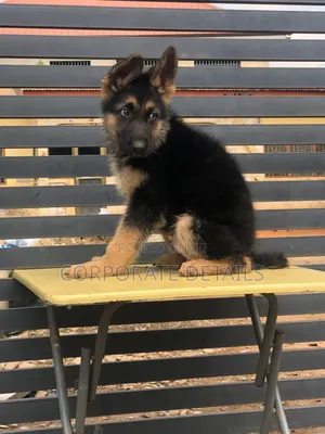 1-3 months Female Purebred German Shepherd