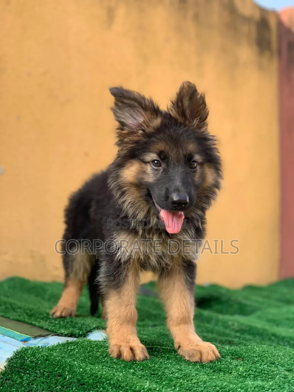 1-3 months Female Purebred German Shepherd