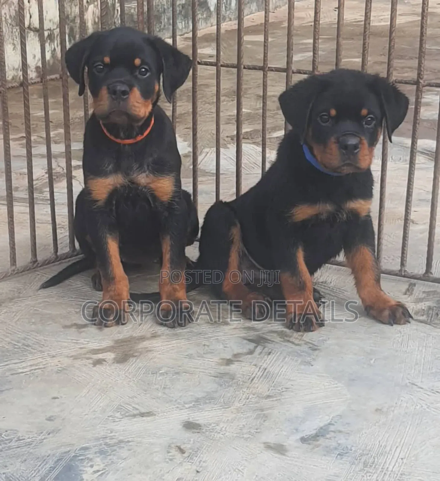 1-3 months Female Purebred Rottweiler