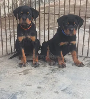1-3 months Female Purebred Rottweiler