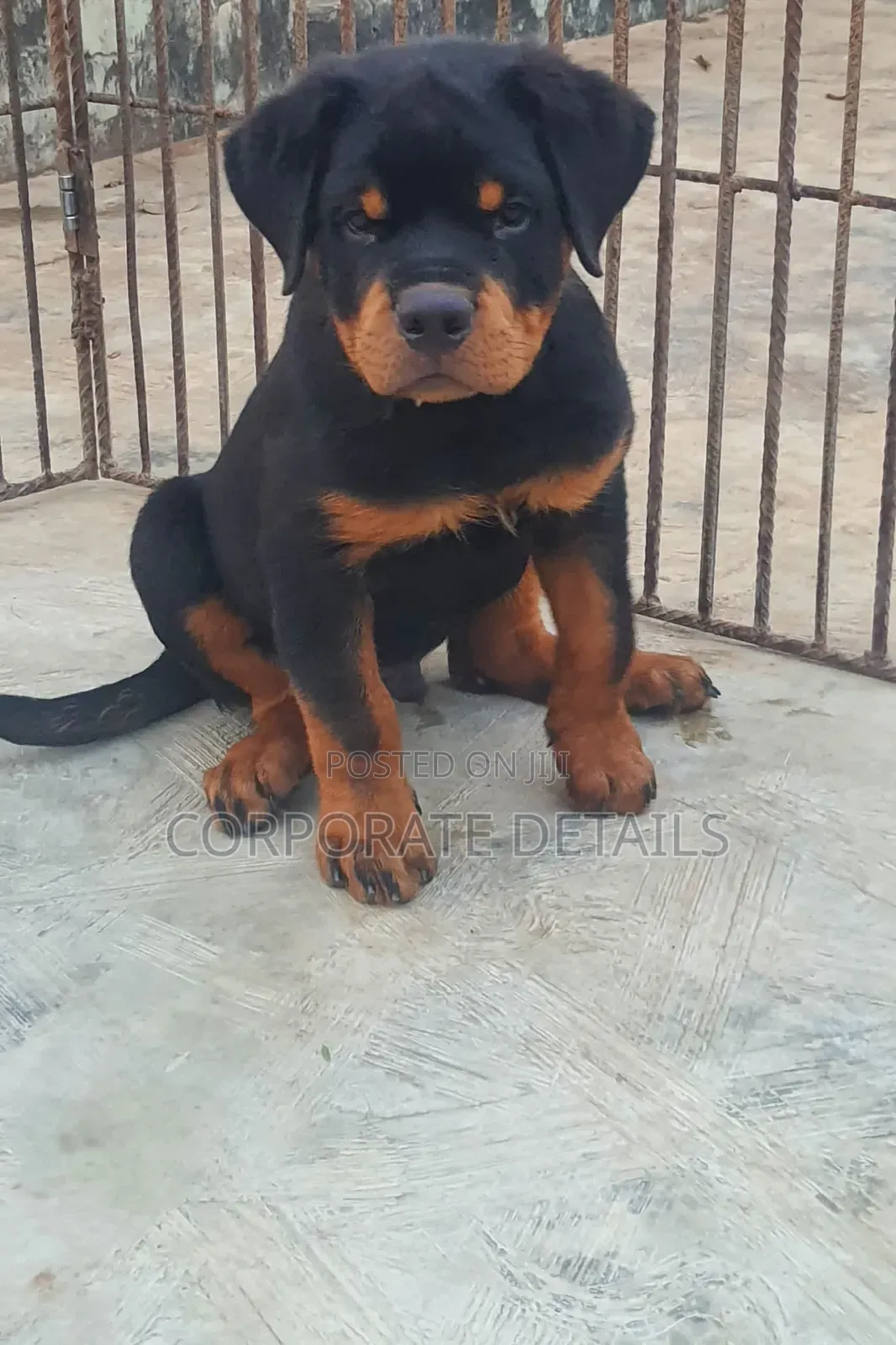 1-3 months Female Purebred Rottweiler