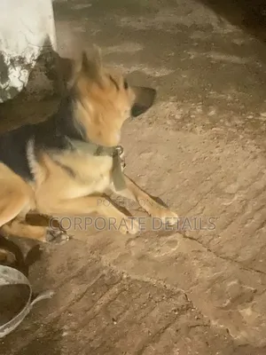 3-6 months Female Purebred German Shepherd