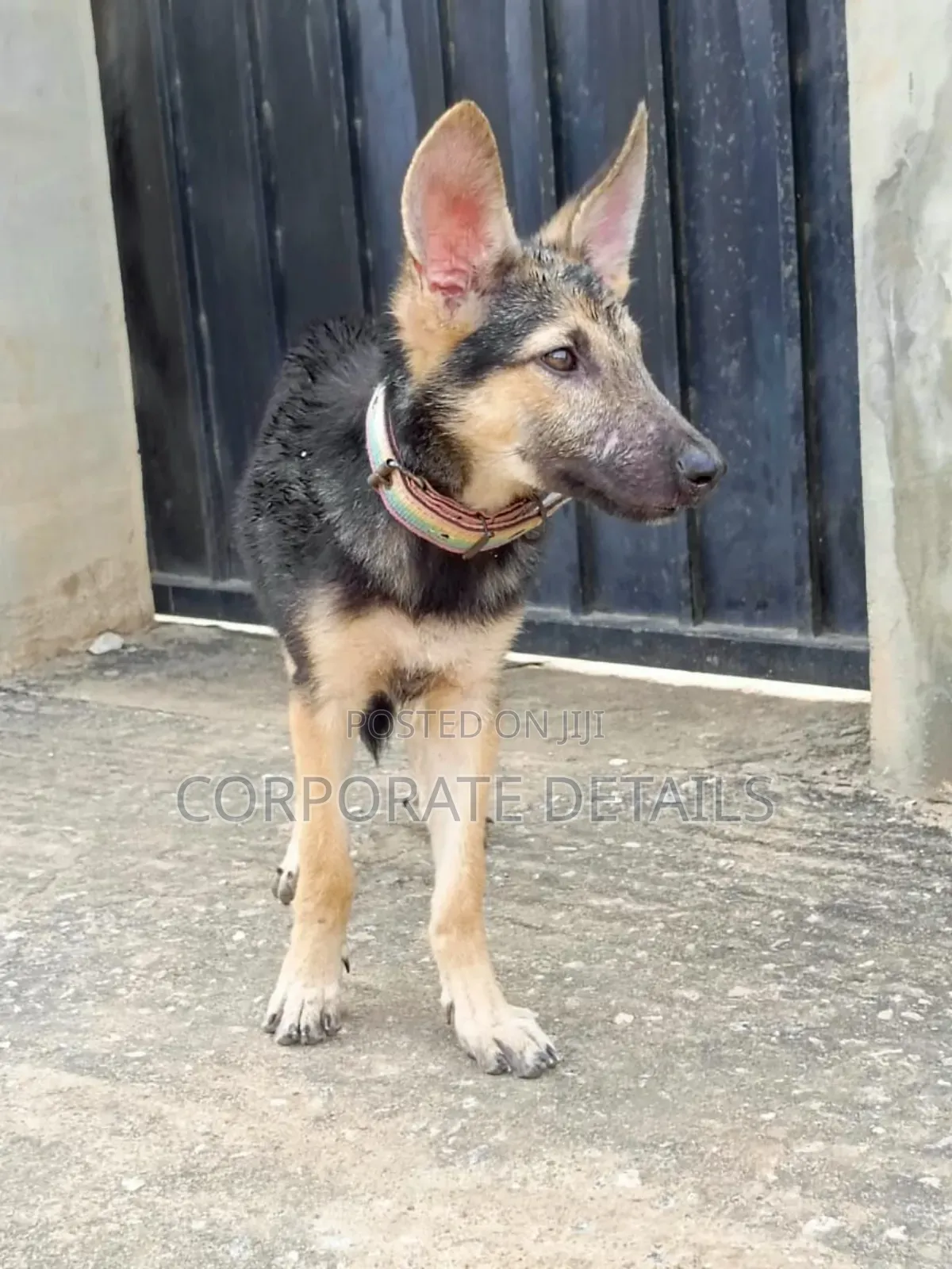 3-6 months Female Purebred German Shepherd