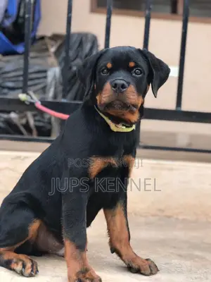 1-3 months Male Purebred Rottweiler