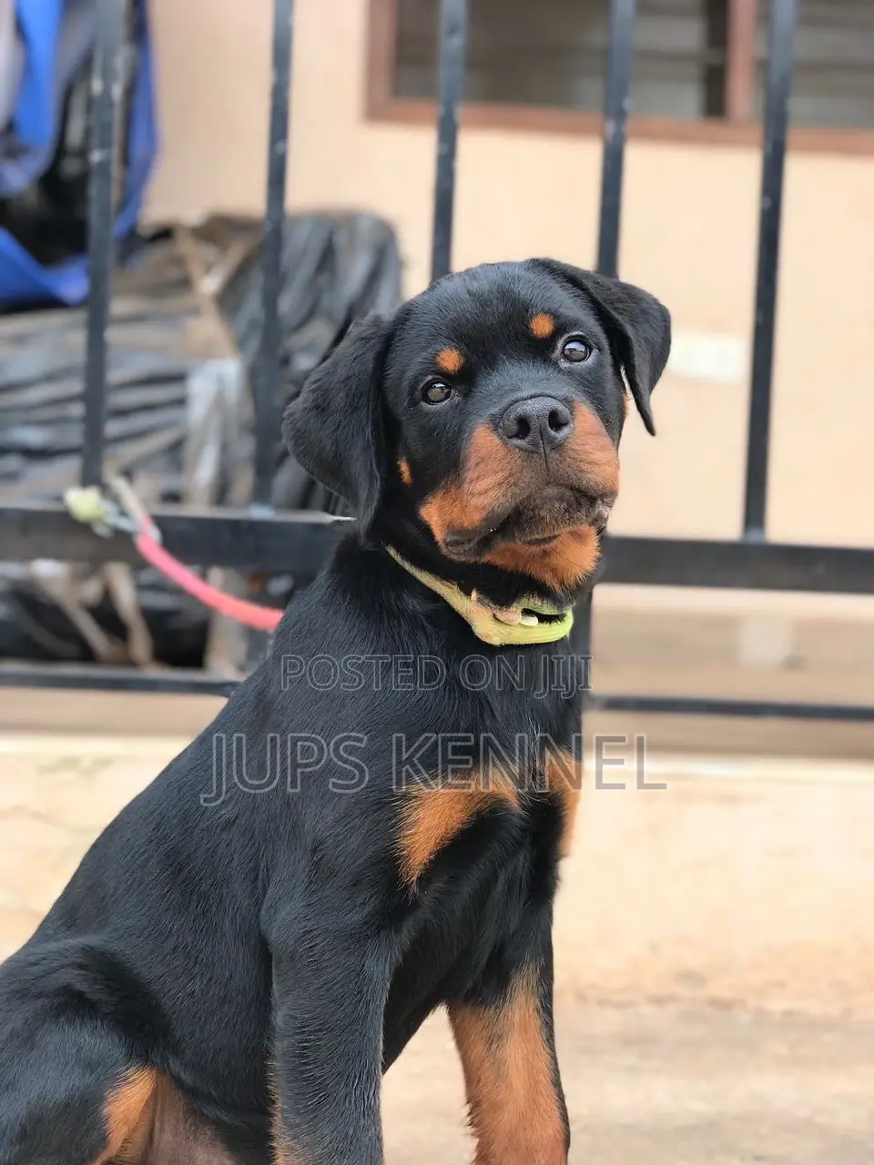 1-3 months Male Purebred Rottweiler