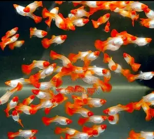 Beautiful Guppy Fish (Top Red With Lucky)