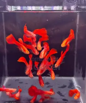 Beautiful Guppy Fish (Full Red)