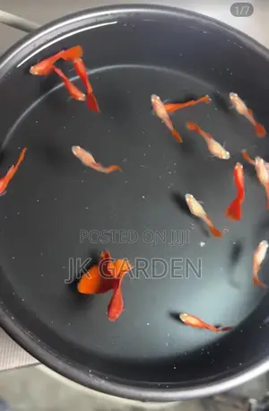 Beautiful Guppy Fish (Full Red)