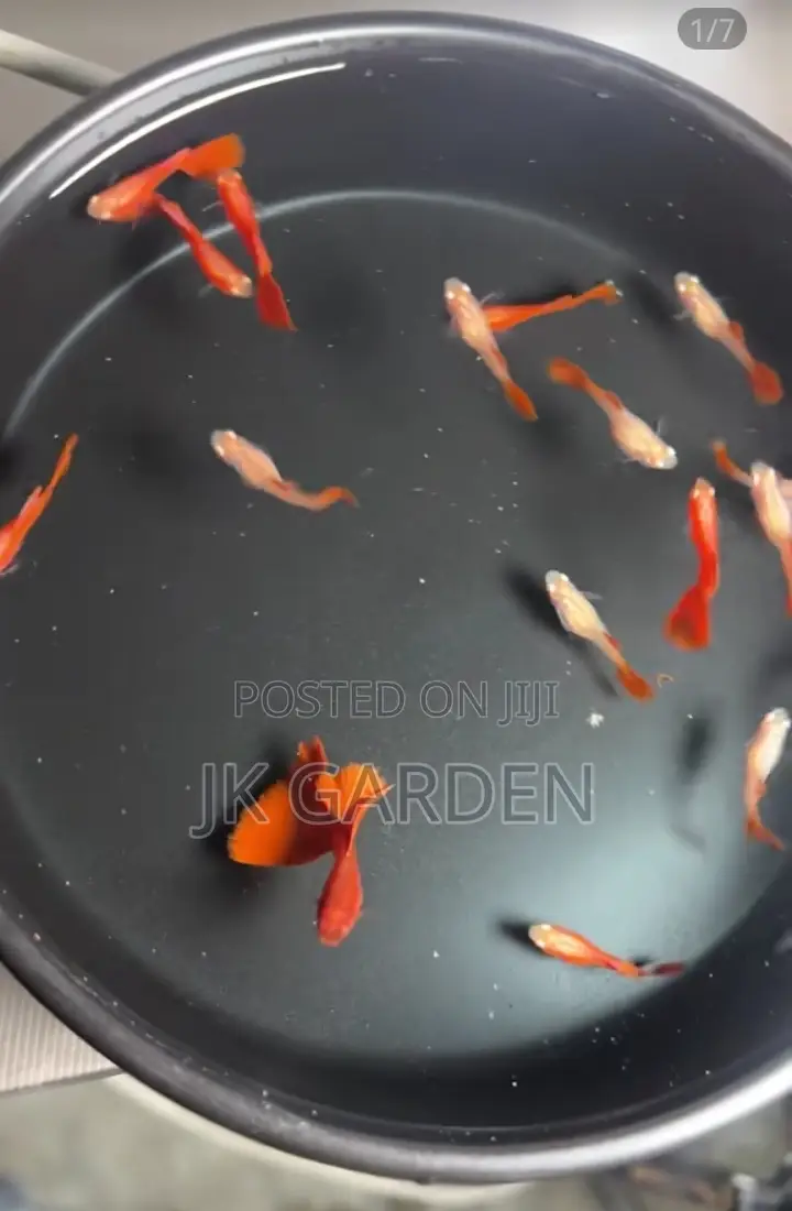 Beautiful Guppy Fish (Full Red)