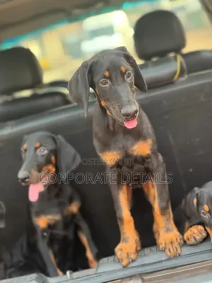 6-12 months Female Purebred Doberman Pinscher