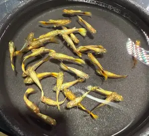 Beautiful Guppy Fish ( Full Gold)
