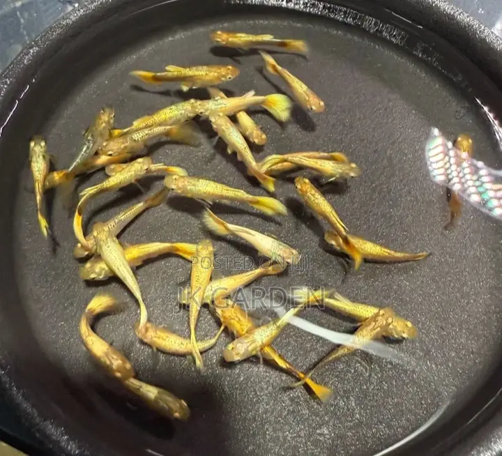 Beautiful Guppy Fish ( Full Gold)