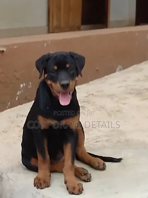 1-3 months Female Purebred Rottweiler