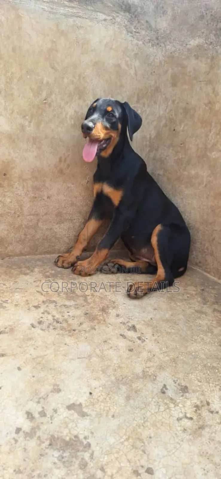 1-3 months Female Purebred Rottweiler