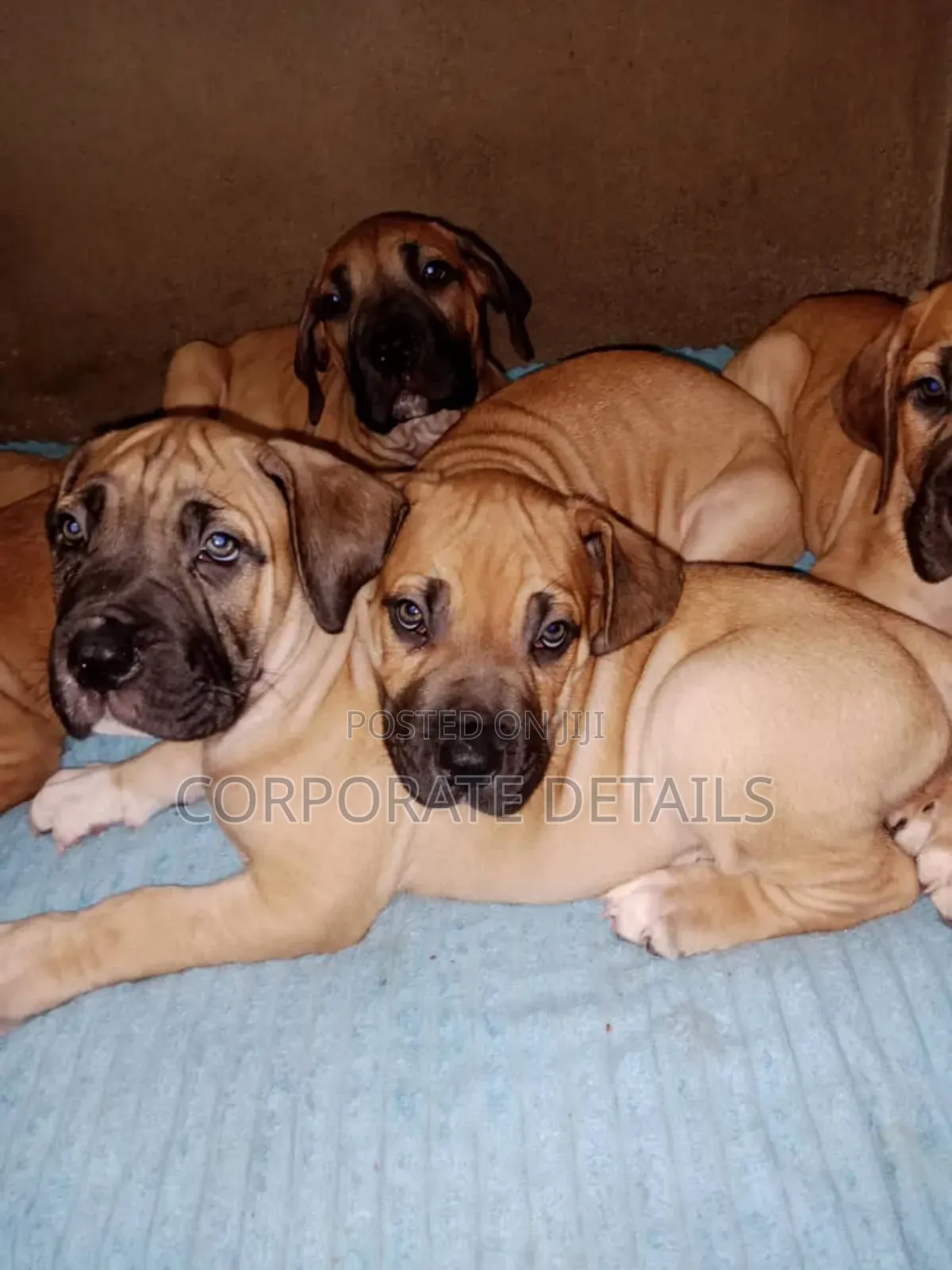 1+ year Female Purebred Boerboel
