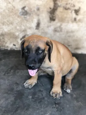 1-3 months Female Purebred Boerboel
