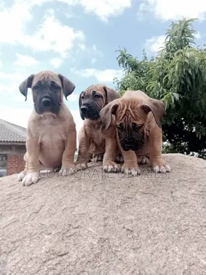 1-3 months Male Purebred Boerboel