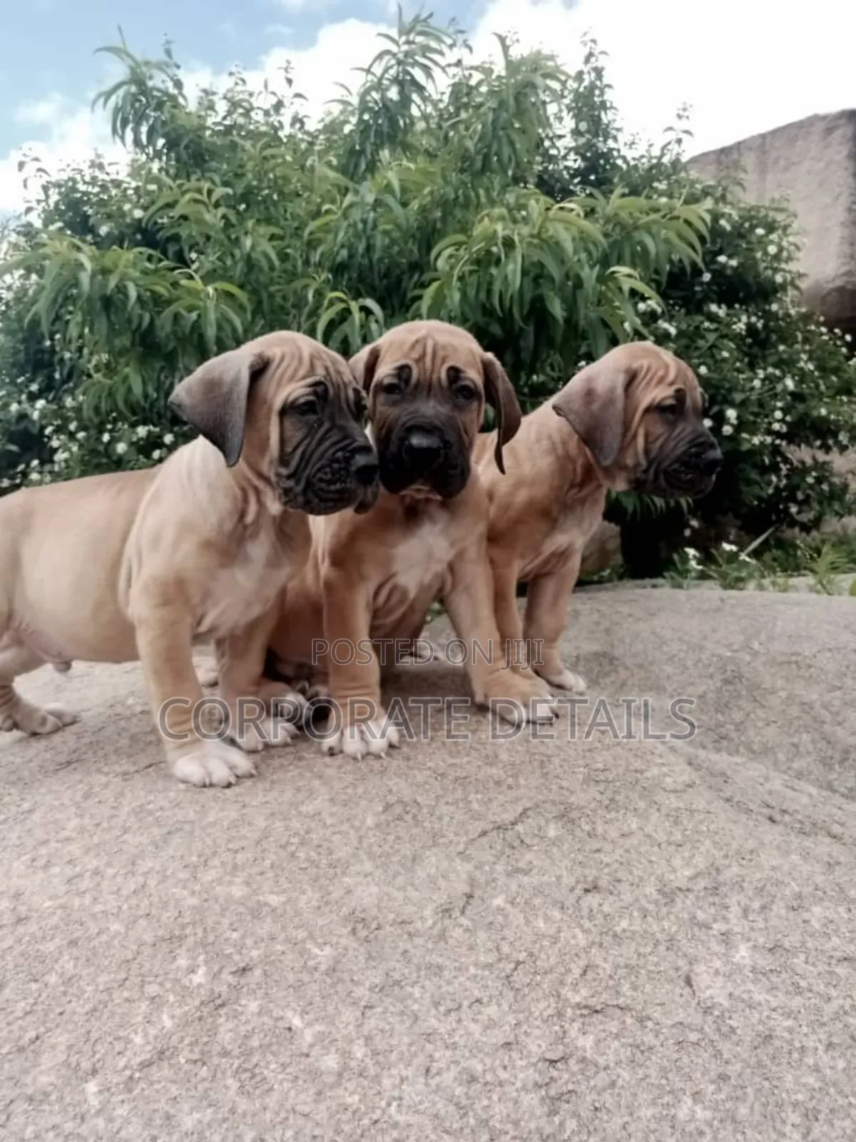 1-3 months Male Purebred Boerboel
