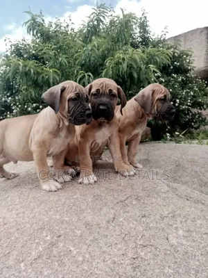 1-3 months Male Purebred Boerboel