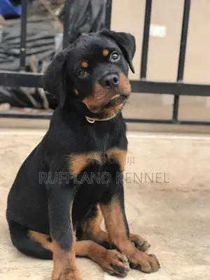 3-6 months Male Purebred Rottweiler