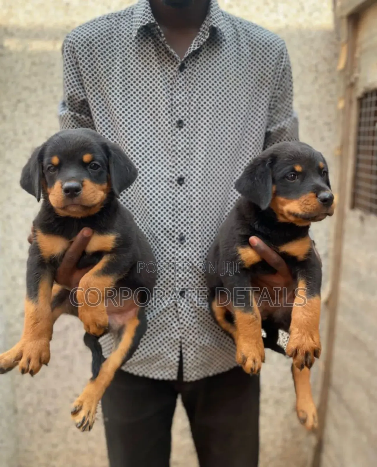 1-3 months Male Purebred Rottweiler