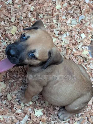 1-3 months Female Purebred Boerboel