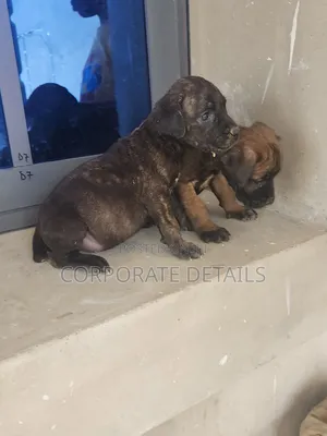 1-3 months Male Purebred Boerboel