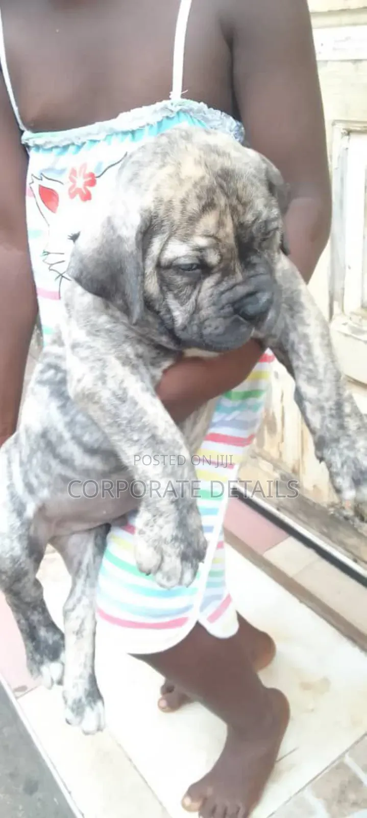1-3 months Male Purebred Boerboel