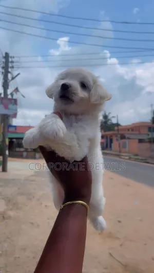 1-3 months Female Purebred Maltese