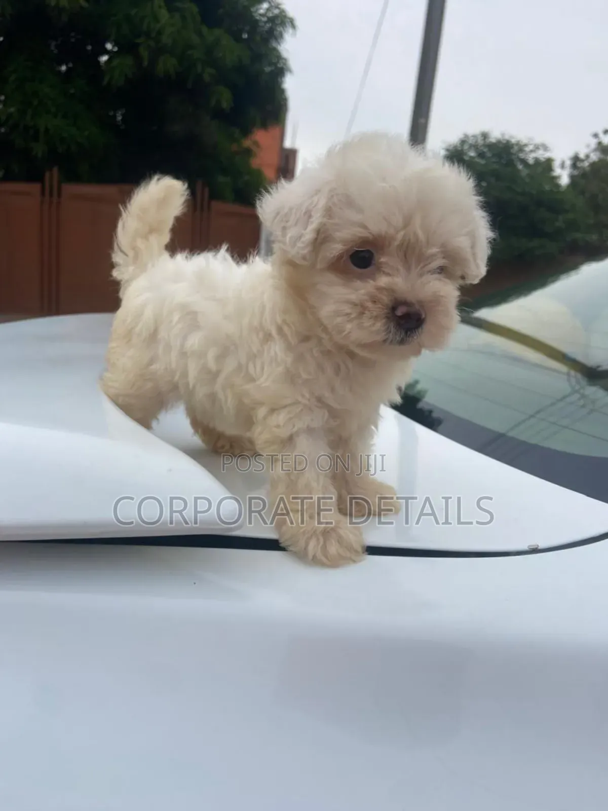 1-3 months Male Purebred Maltese