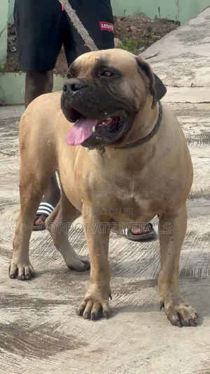 1+ year Female Purebred Boerboel