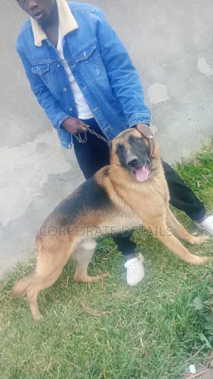 6-12 months Female Purebred German Shepherd