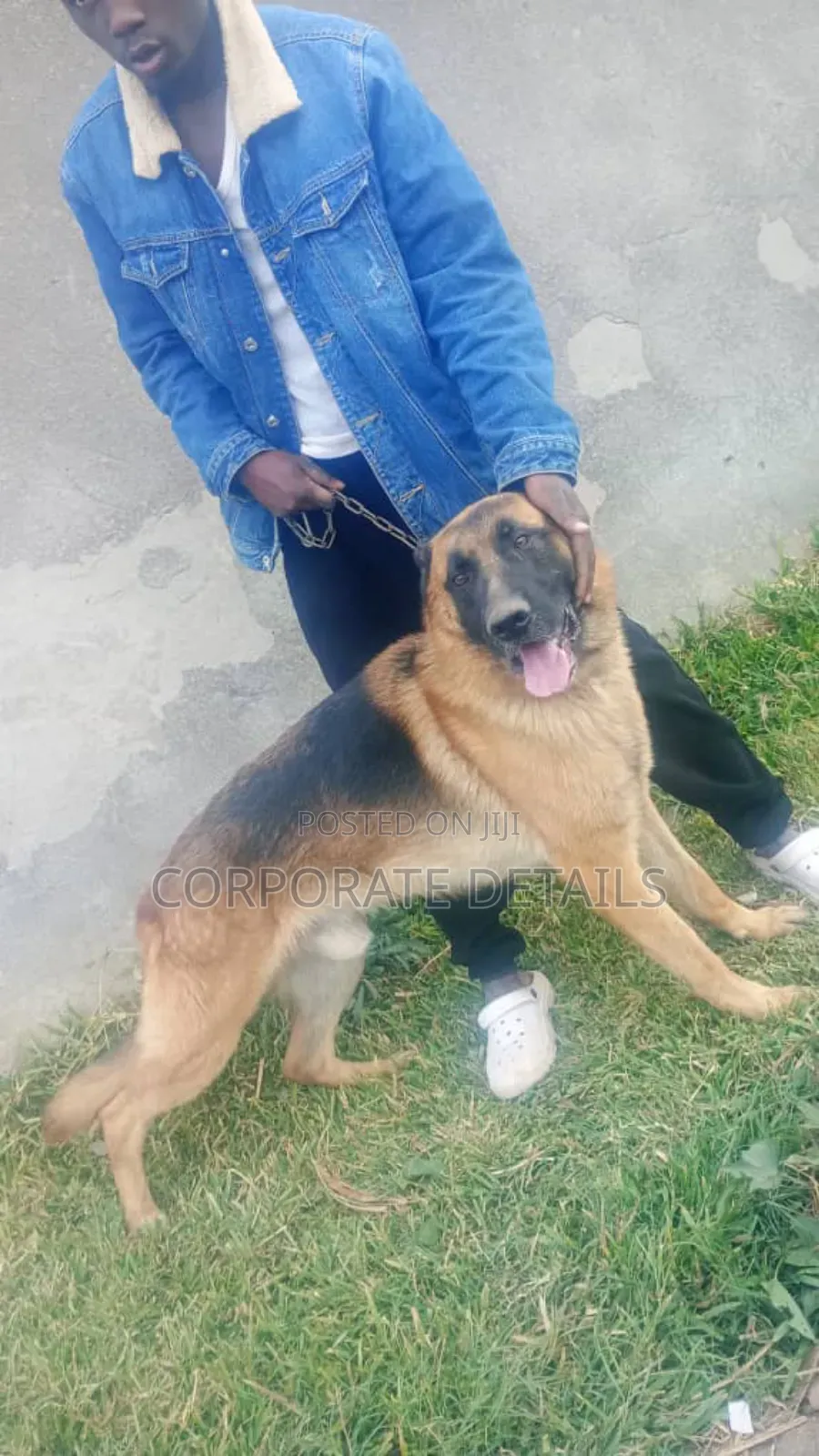 6-12 months Female Purebred German Shepherd